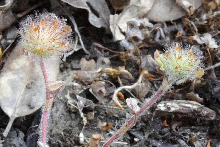 Trifolium cherleri / Trifoglio di Cherler